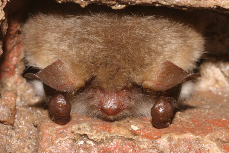 Naturschutzring Aukrug Projekte Fledermaus