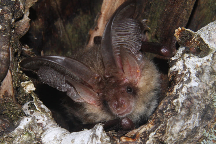 Naturschutzring Aukrug Projekte Fledermaus