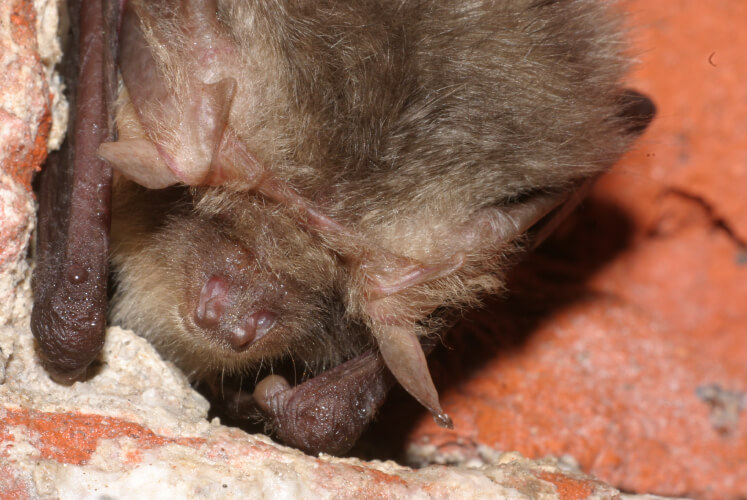 Naturschutzring Aukrug Projekte Fledermaus