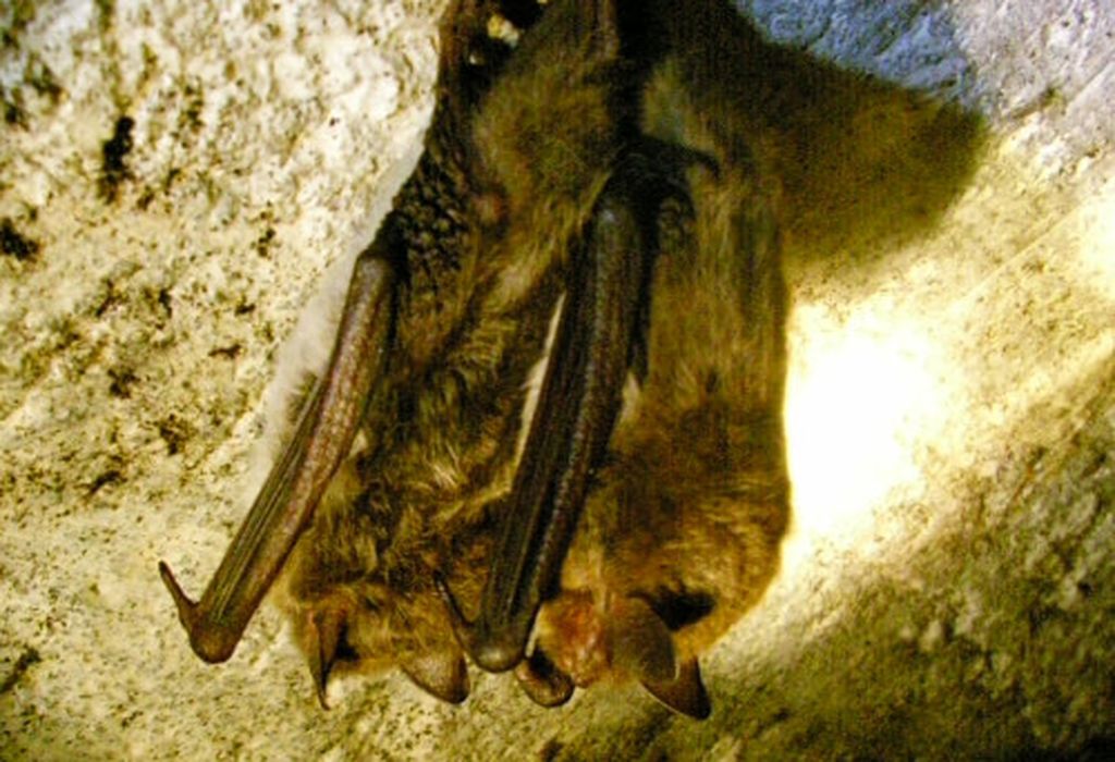 Naturschutzring Aukrug Projekte Fledermaus