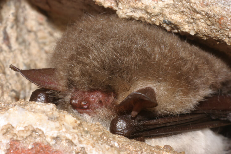 Naturschutzring Aukrug Projekte Fledermaus