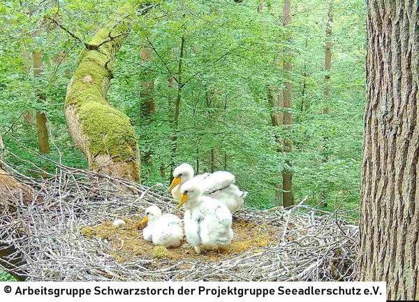 07.06.2026: Ein Küken ist etwas kleiner als die anderen, alle zeichnen sich jedoch durch ihre gelben Schnäbel aus.