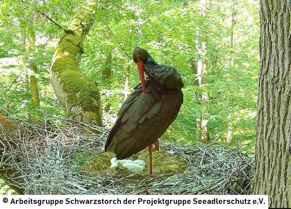25.05.2026: Gemeinsam ruht Familie Schwarzstorch im Horst, während ein Altvogel unterwegs auf Nahrungssuche ist.