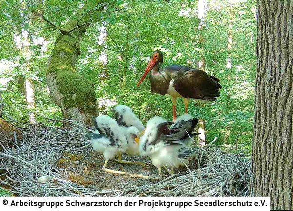 17.06.2026: Ein Altvogel hat Futter gebracht. Flügelwackelnd buhlen die Jungvögel um weitere Nahrung.