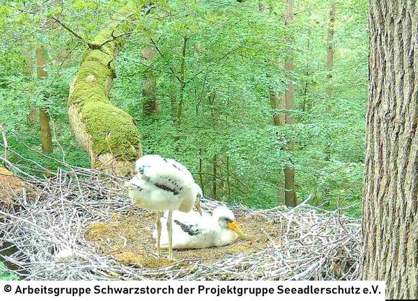 12.06.2026: Einen Tag später sind es nur noch zwei.