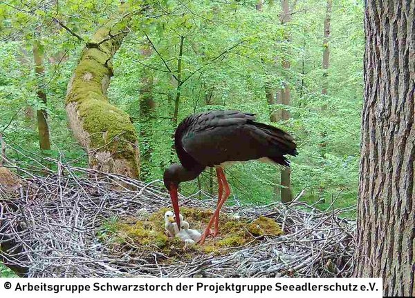 22.05.2026: Sorgsam beschnäbelt der Altvogel die drei kleinen Küken.