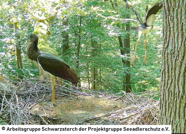 29.07.2026: Das Abfliegen vom Horst klappt mittlerweile ohne große Mühe und wird langsam zur Gewohnheit.
