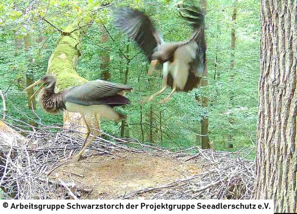 31.07.2026: Ebenso der Landeanflug klappt souverän, wenn auch nicht immer entspannt für alle Beteiligten.