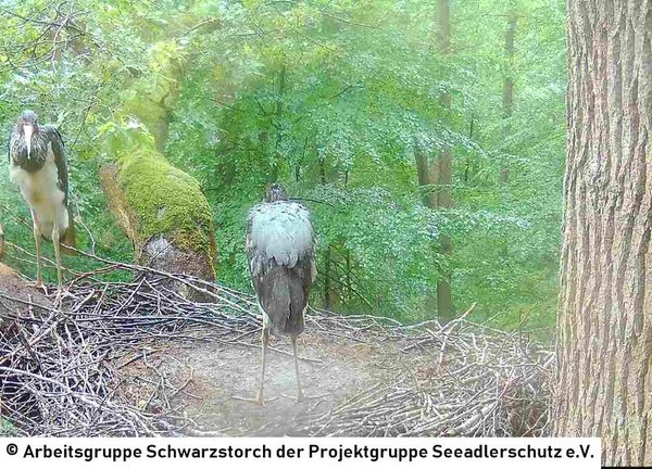 06.07.2026: Es hat mal wieder geregnet. Aber deswegen schreckt man nicht gleich vor der Erkundung des Horsttragenden Astes zurück!
