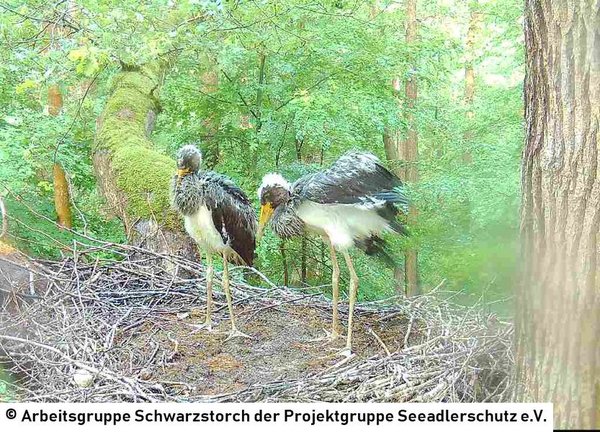 28.06.2026: Regendurchnässt wirkt der weiße Kükenflaum vor dem schwarzen Gefieder des Jugendkleids ganz grau.