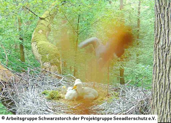 31.05.2026: Großer Schreck! Etwas hat sich vor die Linse der Horstkamera gesetzt und erschwert die Sicht auf's Geschehen.