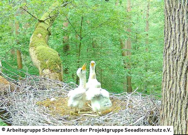 07.06.2026: Die ersten schwarzen Federn des adulten Kleids schieben sich aus dem Kükenflaum heraus.