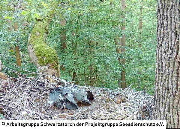 02.07.2026: Eng aneinander geschmiegt schlafen die beiden Jungvögel im Horst.