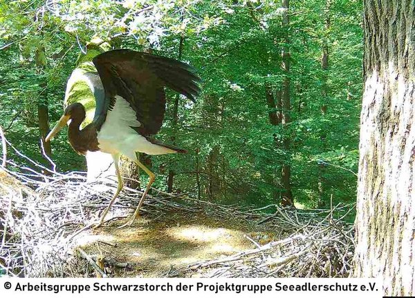 29.07.2026: Das weiße Gefieder am Bauch und die jugendlich gelben Beine sind deultich zu erkennen.