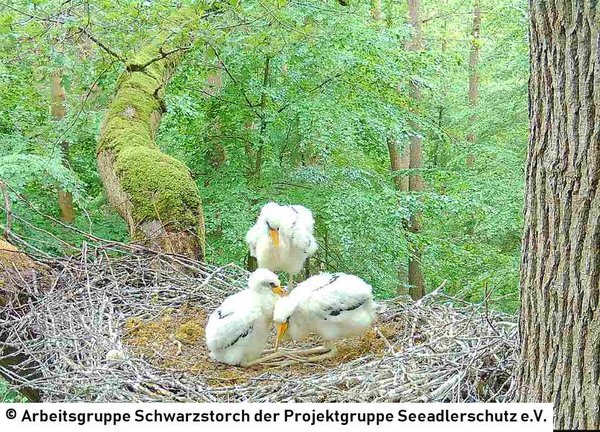 11.06.2026: Das letzte gemeinsame Bild der drei Küken im Horst.