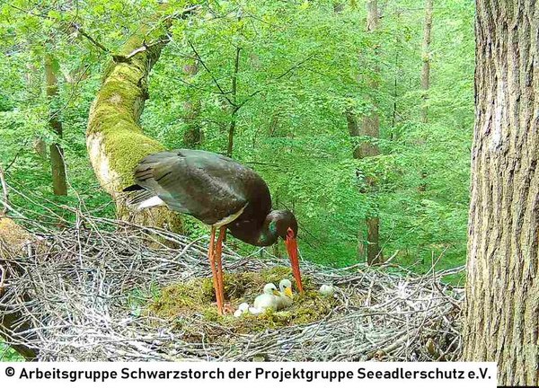 23.05.2026: Noch ist der Größenunterschied zwischen den Küken und dem Elter deutlich ausgeprägt.