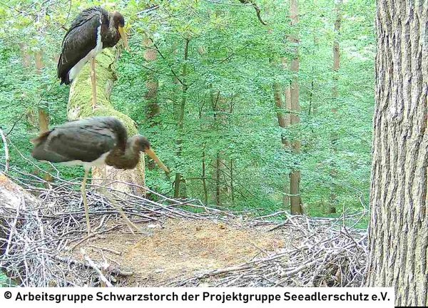 01.08.2026: Der Horst ist wohl nicht mehr groß genug für die zwei Jungstörche.
