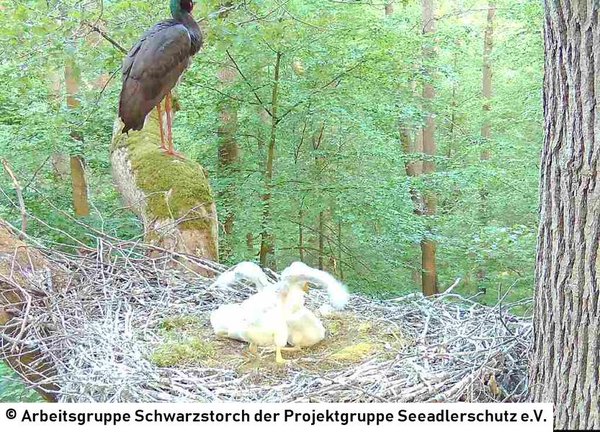 02.06.2026: Ein paar Tage später war die Linse glücklicherweise wieder frei. Die Küken sind in den vergangen zwei Wochen schon deultich gewachsen.