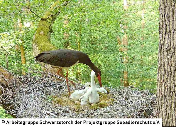 29.05.2026: Regelmäßig wird der Horst vom Altvogel arrangiert, dabei wird dann auch das unbefruchtete Ei mal wieder ins Nest geschoben.