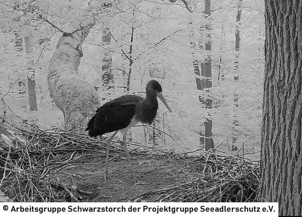 25.07.2026: Das erste Mal, dass nur ein Jungstorch im Horst zu sehen ist. Der andere befindet sich vermutlich auf dem ersten Ausflug.