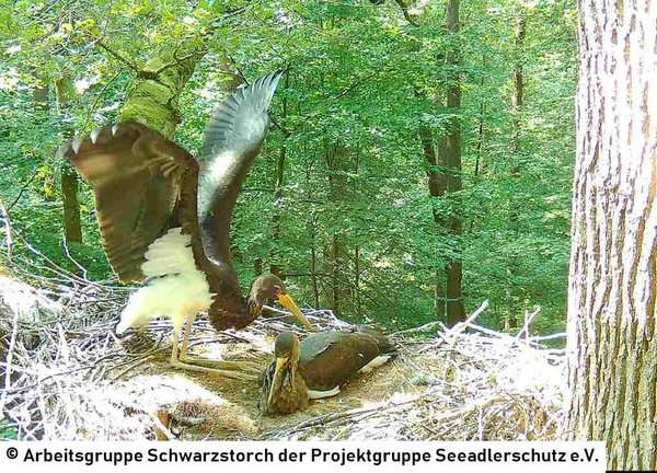25.07.2026: Ausgebreitet nehmen die Schwingen des jungen Schwarstorchs wohl die gesamte Breite des Horstes ein.