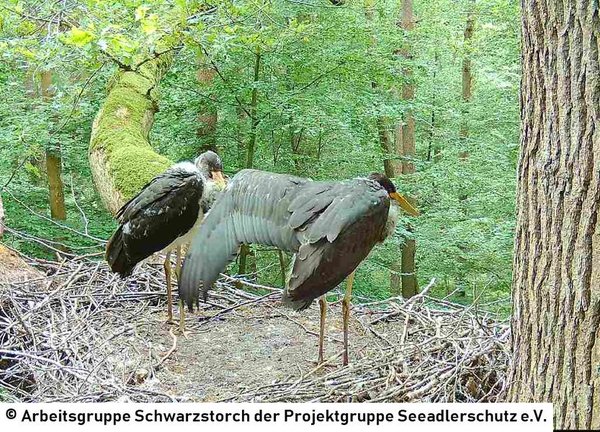 09.07.2026: Im ausgestreckten Flügel zeigt sich schon sehr deutlich, wie viel Kükenflaum bereits abgestreift wurde.