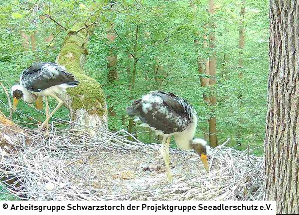 27.06.2026: Die Jungvögel wachsen zusehends und erkunden mittlerweile auch den Rand des Horstes.