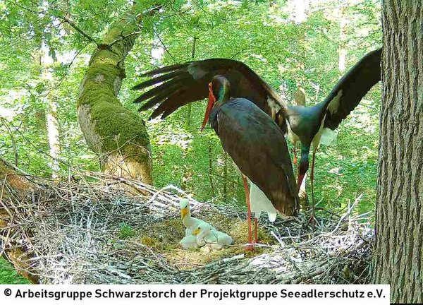 27.05.2026: Beide Altvögel zusammen am Horst mit ihrem Nachwuchs.
